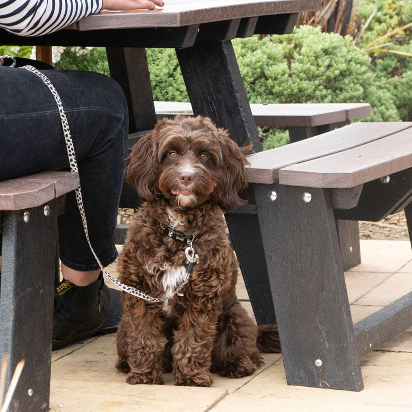 Your local dog friendly pub in Barry